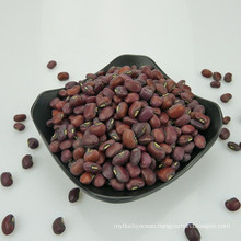 High Quality RED cowpeas 2013